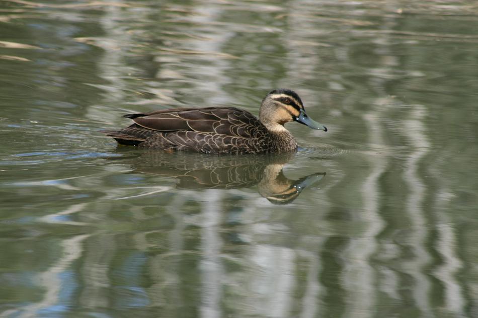 Duck Mallard Animal