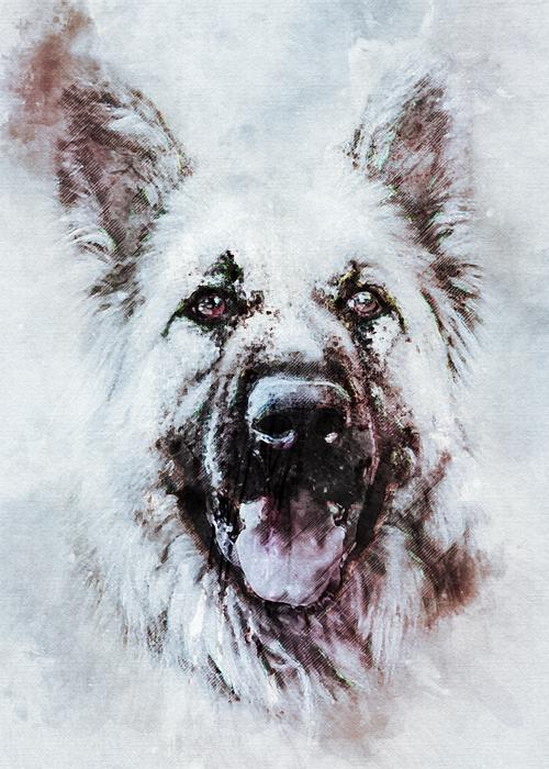 animal dog german shepherd dog look