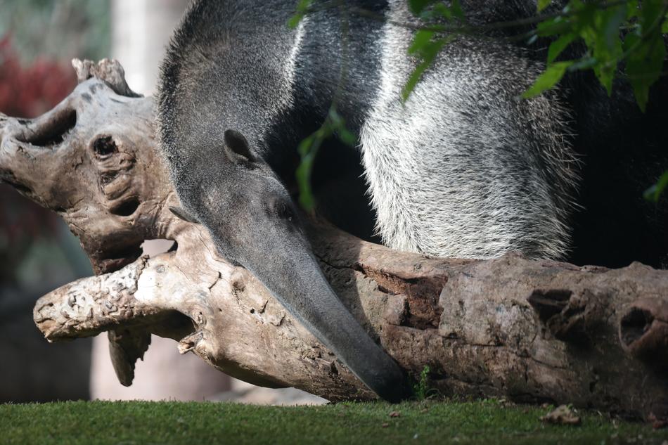 Animal Anteater World