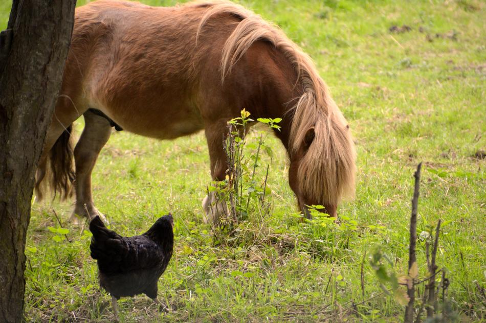 Animal Animals Pony
