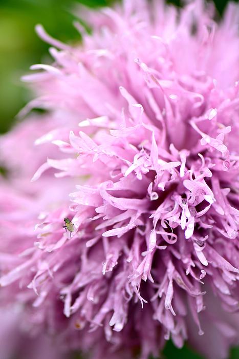 beautiful flower pink fluffy macro.