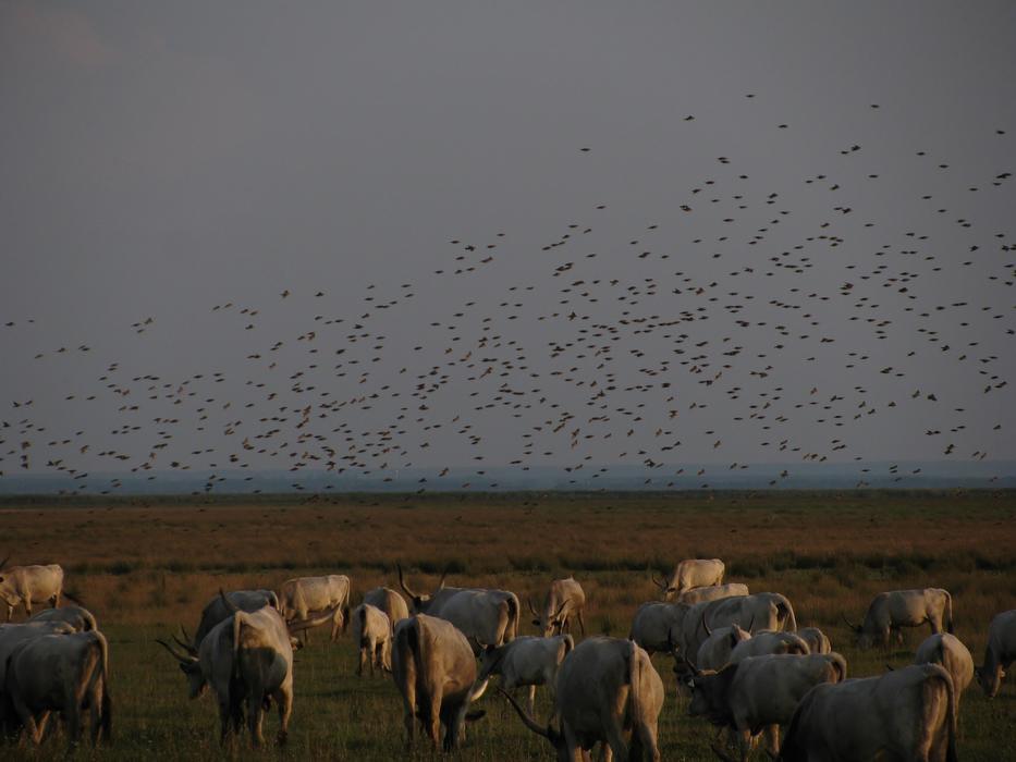 Steppe Cattle Pasture Flock Of