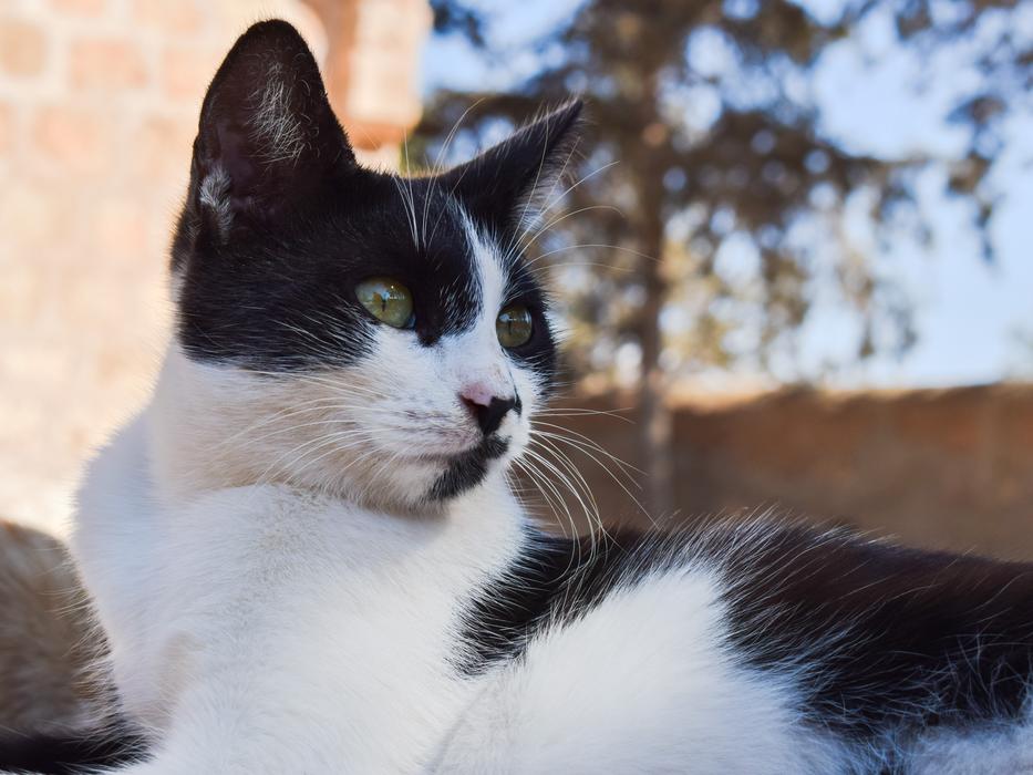 Cat Stray Outdoor