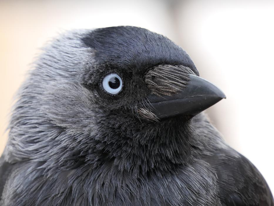 Jackdaw Bird Black