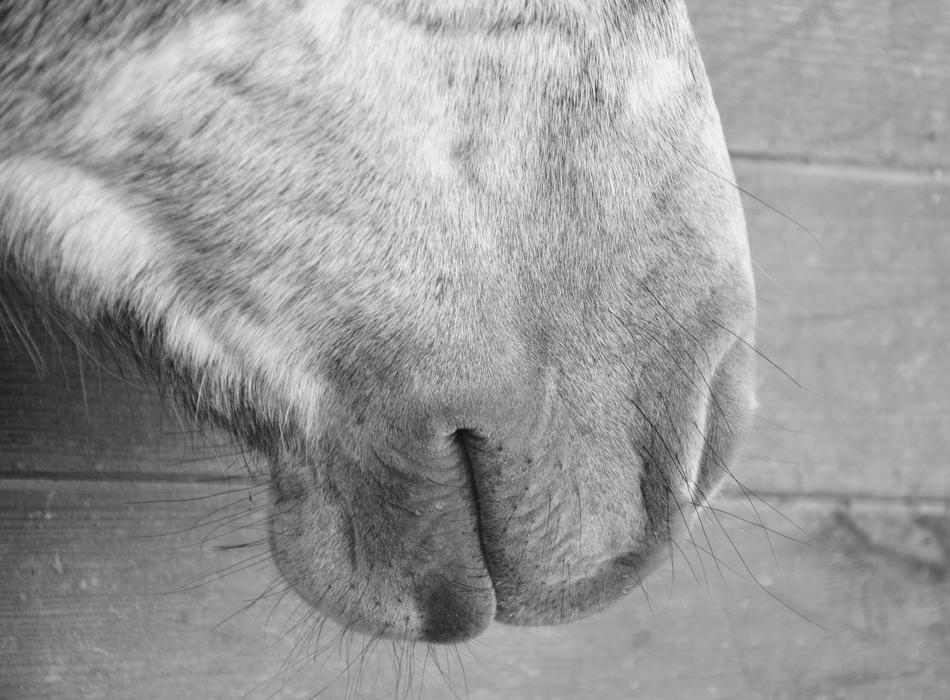 Horse Mouth Snout Domestic