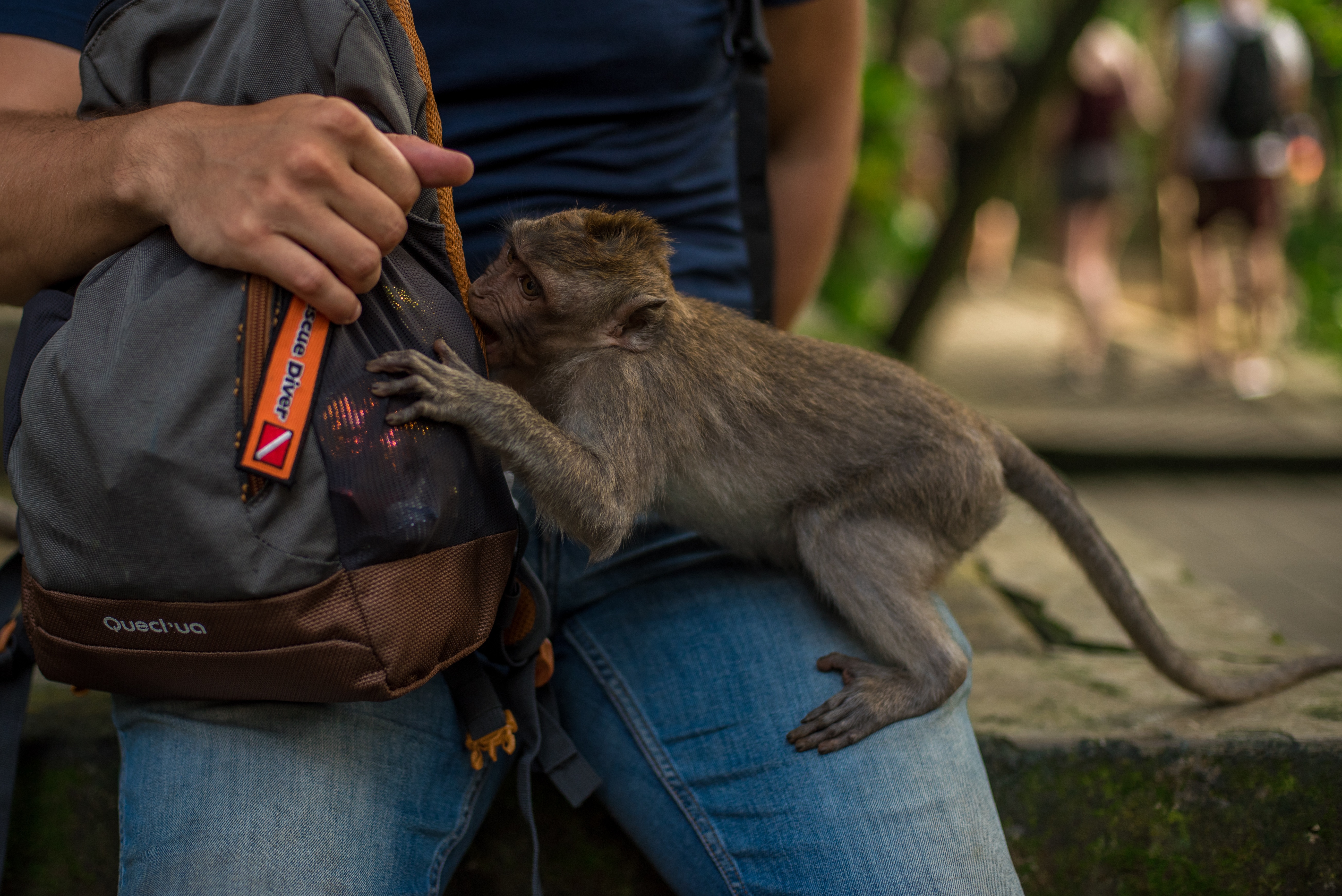 Предложить животное. Уличный фотограф с нарядной обезьянкой. Wild Monkey man.