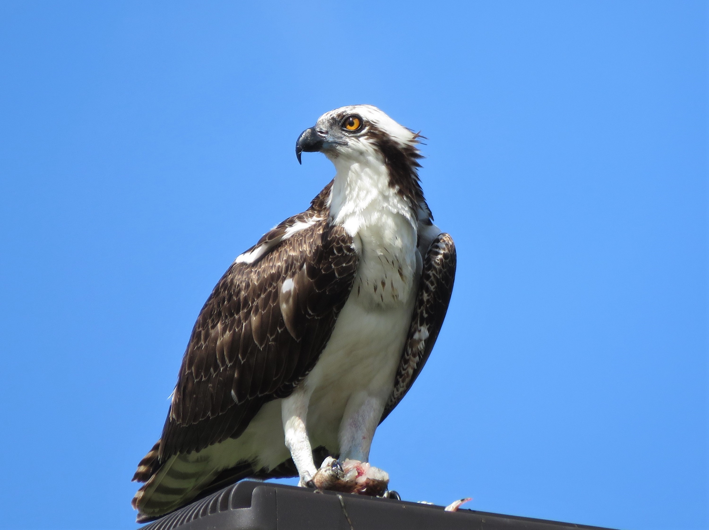 Osprey Perched Raptor free image download