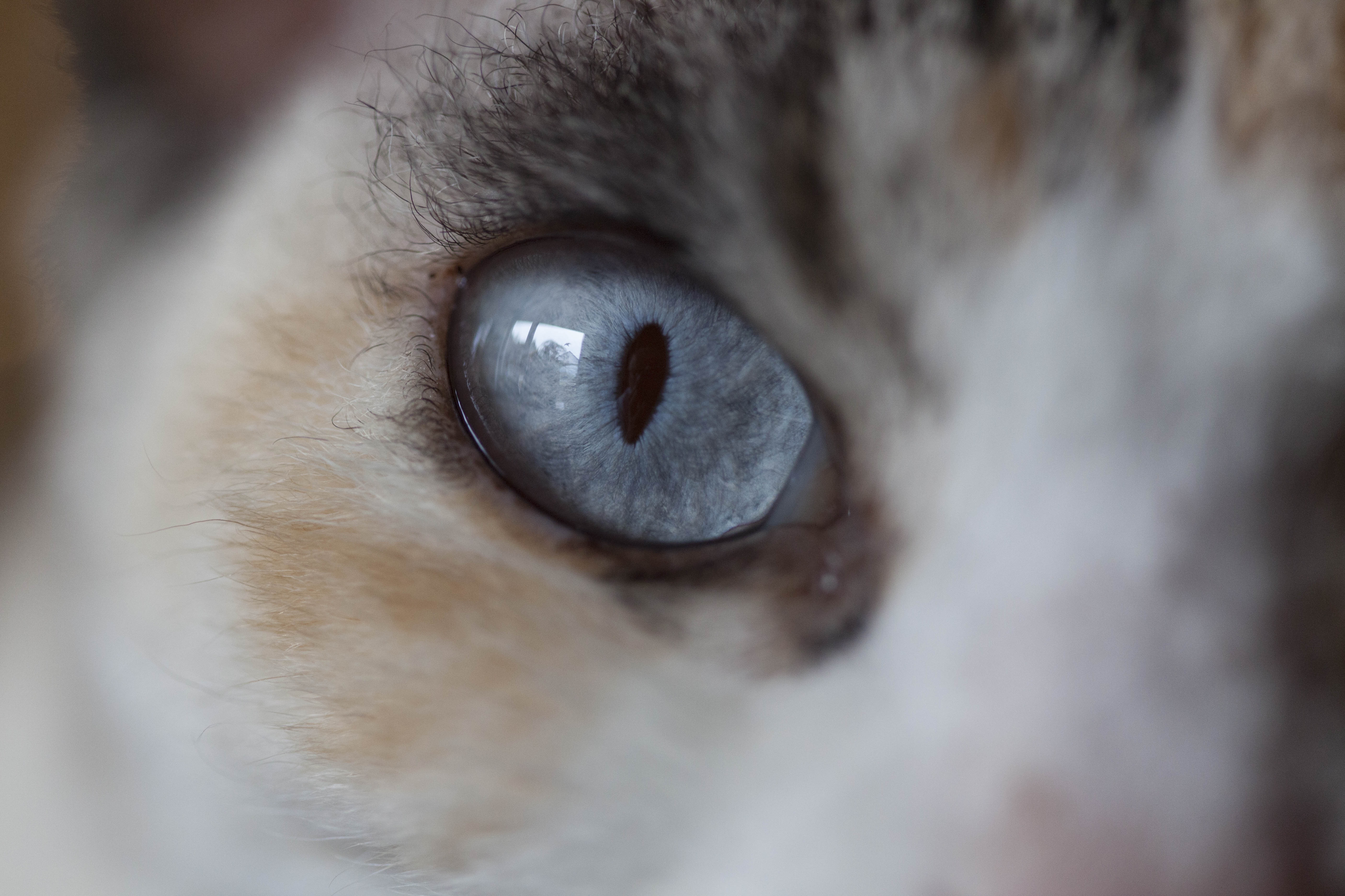 Как выглядят глаза у кошки
