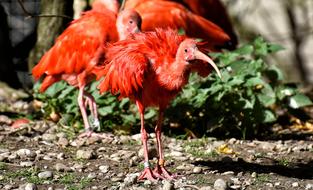 Ibis Eudocimus Ruber Scarlet