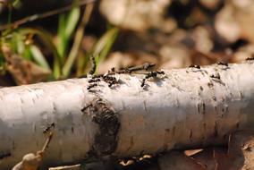 Ants Animals macro
