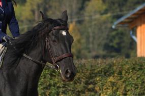 black horse rider