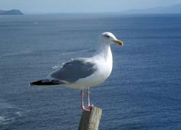 Seagull Bird Sea Close
