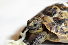 Turtle Cub Reptile