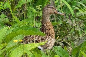 Duck Grass Ditch