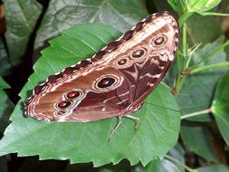 Butterfly Exotic Insects in nature