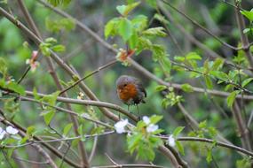 Bird Tree Outdoor