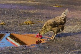 Chicken Self-Recognition Mirror
