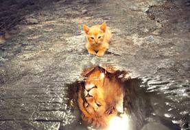 Cat Lion Tawny