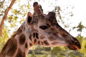 Giraffe Head Neck