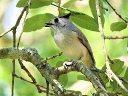 Bird Wildlife