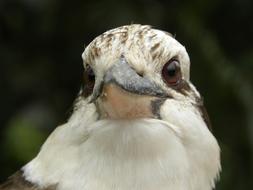 Laughing Kookaburra Dacelo