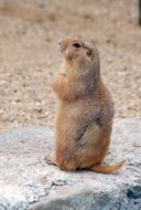 wild field rodent