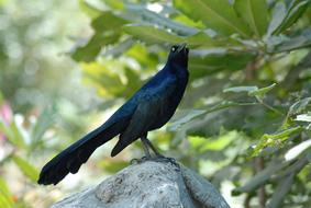 Zanate Bird