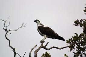Osprey Nudgee Brisbane bird