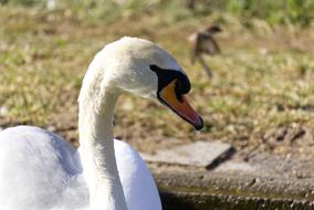 Bird Swan Animal World Close up