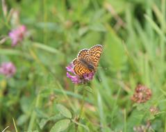 Butterfly Orange