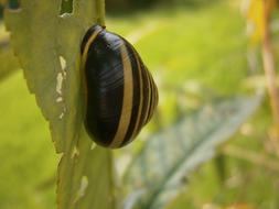 colored snail on the grass
