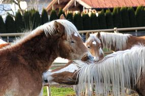 Haflinger Horses Mane Horse