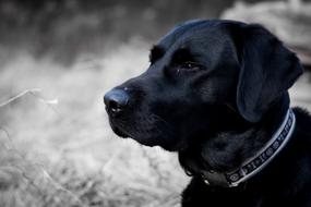 black dog with a collar