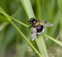 fluffy bumblebee on the grass