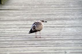 Bird Seagull Water