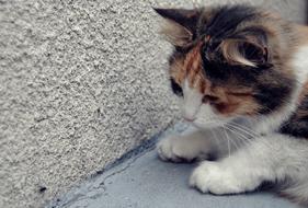 Cat Kitten Hunting