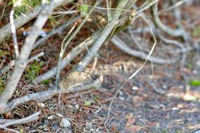 Mouse Mice Rodent