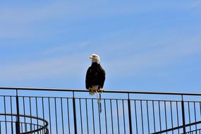 Adler Bald Eagle Sit