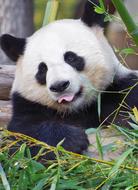 Panda Giant Zoo