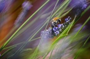 Insect Lavender Grass