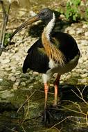 Animal Bird Ibis