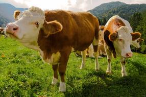 Animal Cow Cattle