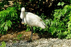 Animal Bird Löffler