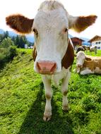 Animal Cow Cattle
