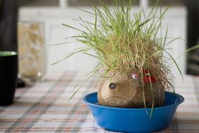 Wheat Christmas Spike