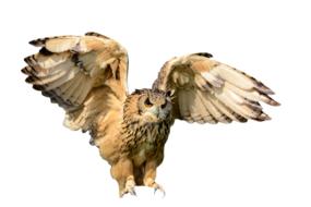 Owl Animal Bird isolated