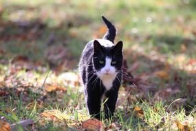 Cat Pets Autumn Leaves