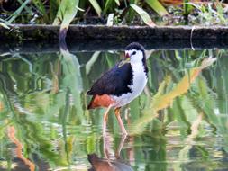 Bird Nature Outdoor