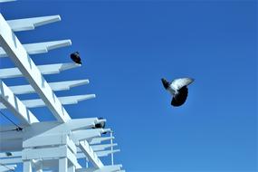 Pigeon Bird A Flies