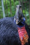 Bird Camel Cassowary